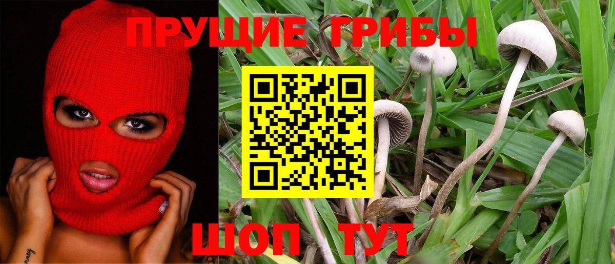 Черняховск  Псилоцибиновые грибы Psilocybine cubensis  Галлюциногенные грибы Cubensis  Вход с VPN 